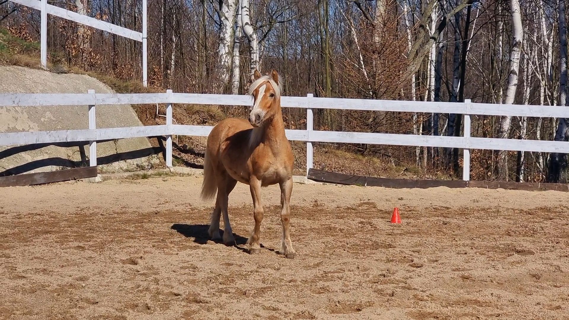 Ogier roczny rasy Haflinger Księga Główna bardzo ładny prosty