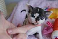 DeeDee Calvados*PL  Dziewczynka Calico Devon Rex