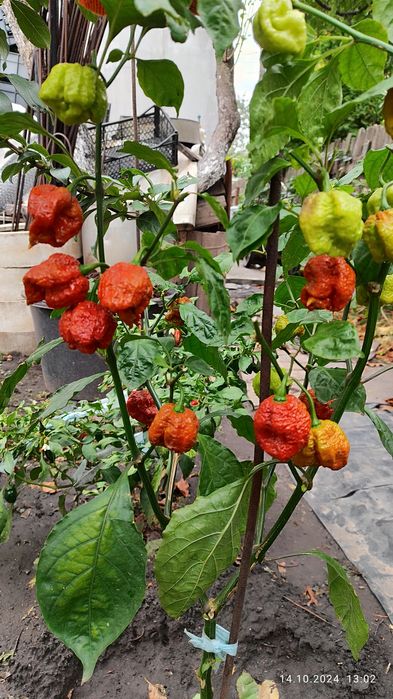 Carolina Reaper надгострий перець.