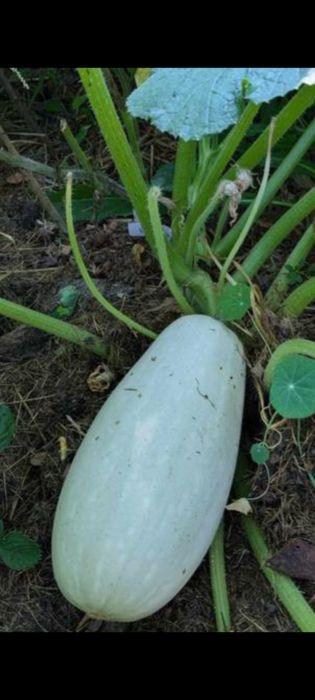 Nasiona cukini libańskiej  zimowej