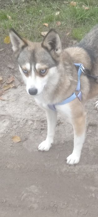 Гресі  відповідальну родину