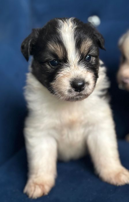 Owczarek australijski typ amerykański Aussie.