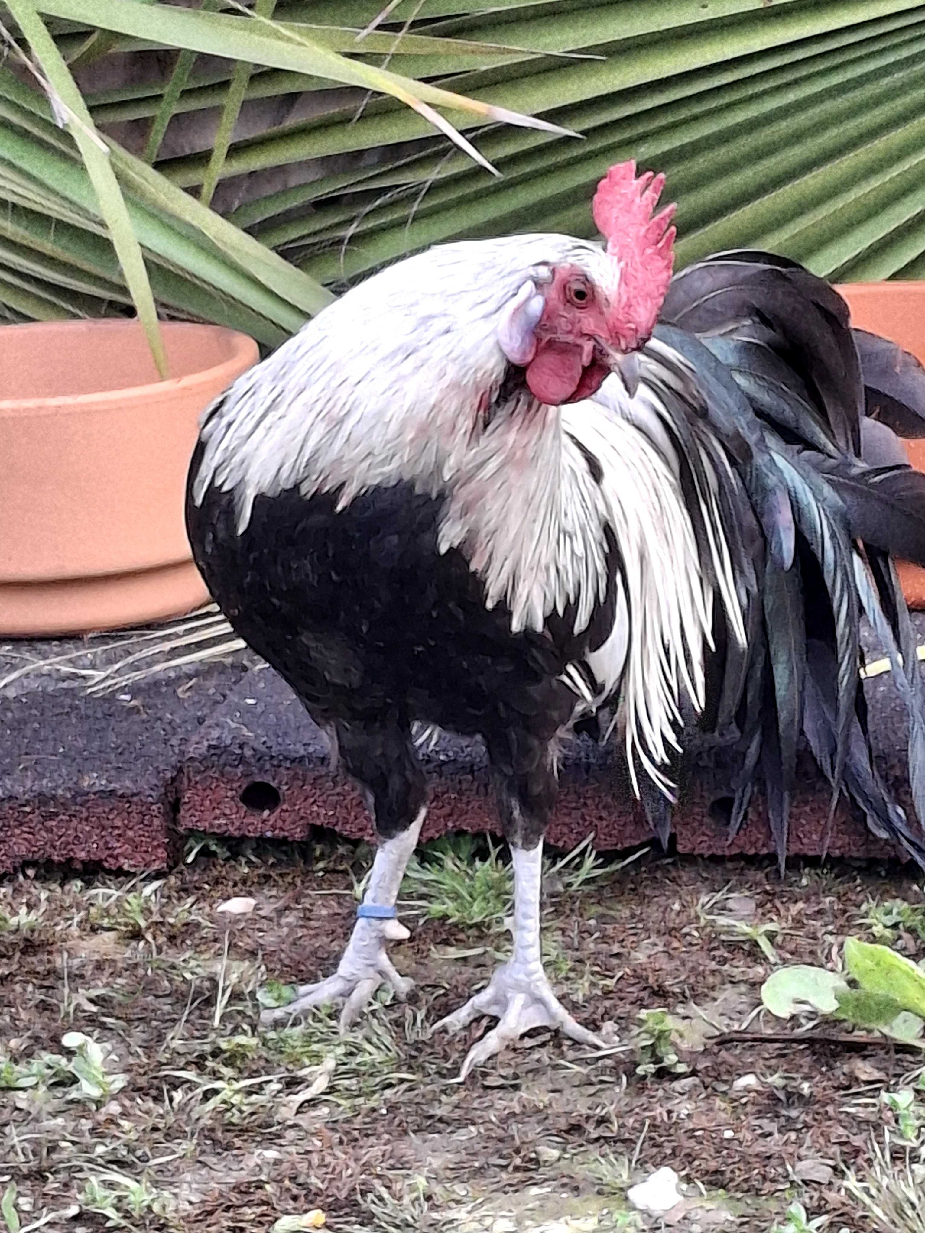 Vasal fenix onagadori
