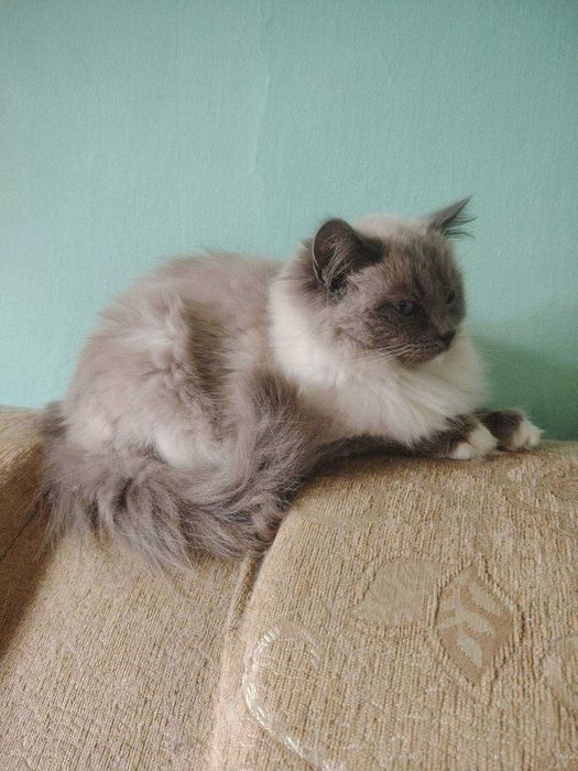 Kotka ragdoll z rodowodem