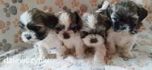 Shih TZU, słodziaki z rodowodem.
