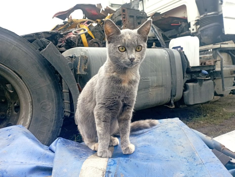 Віддам 3 кошенят в хороші руки
