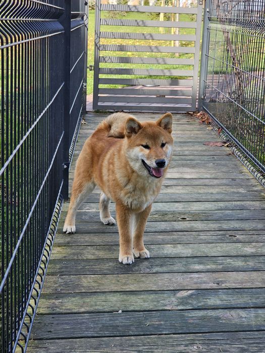 Shiba inu Shiba szczenię doskonały  rodowód ZKWP FCI