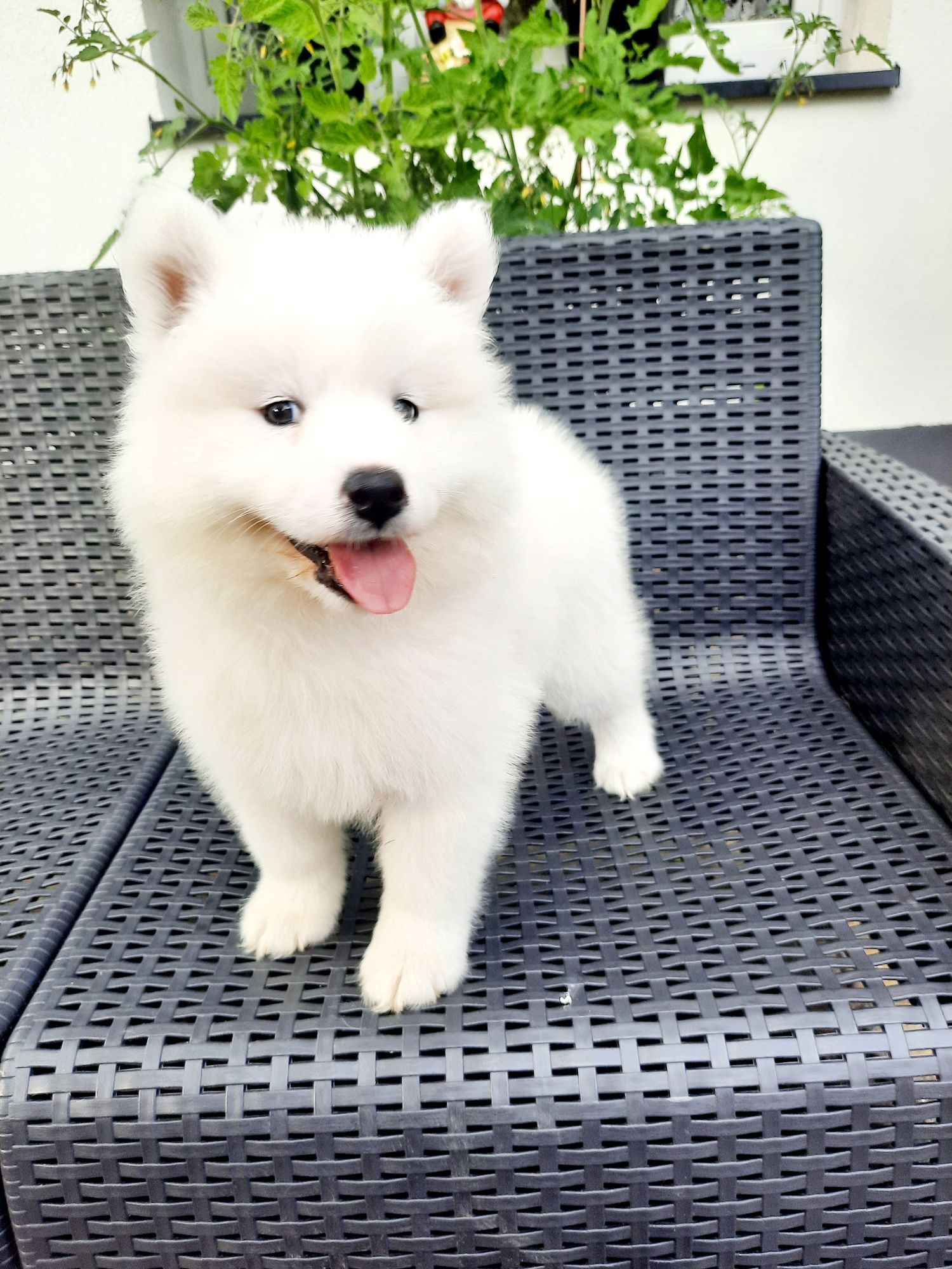 Samoyed typ misia suczka