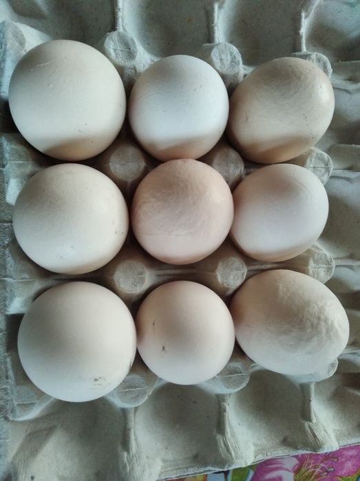 Ekologiczne jajka wiejskie