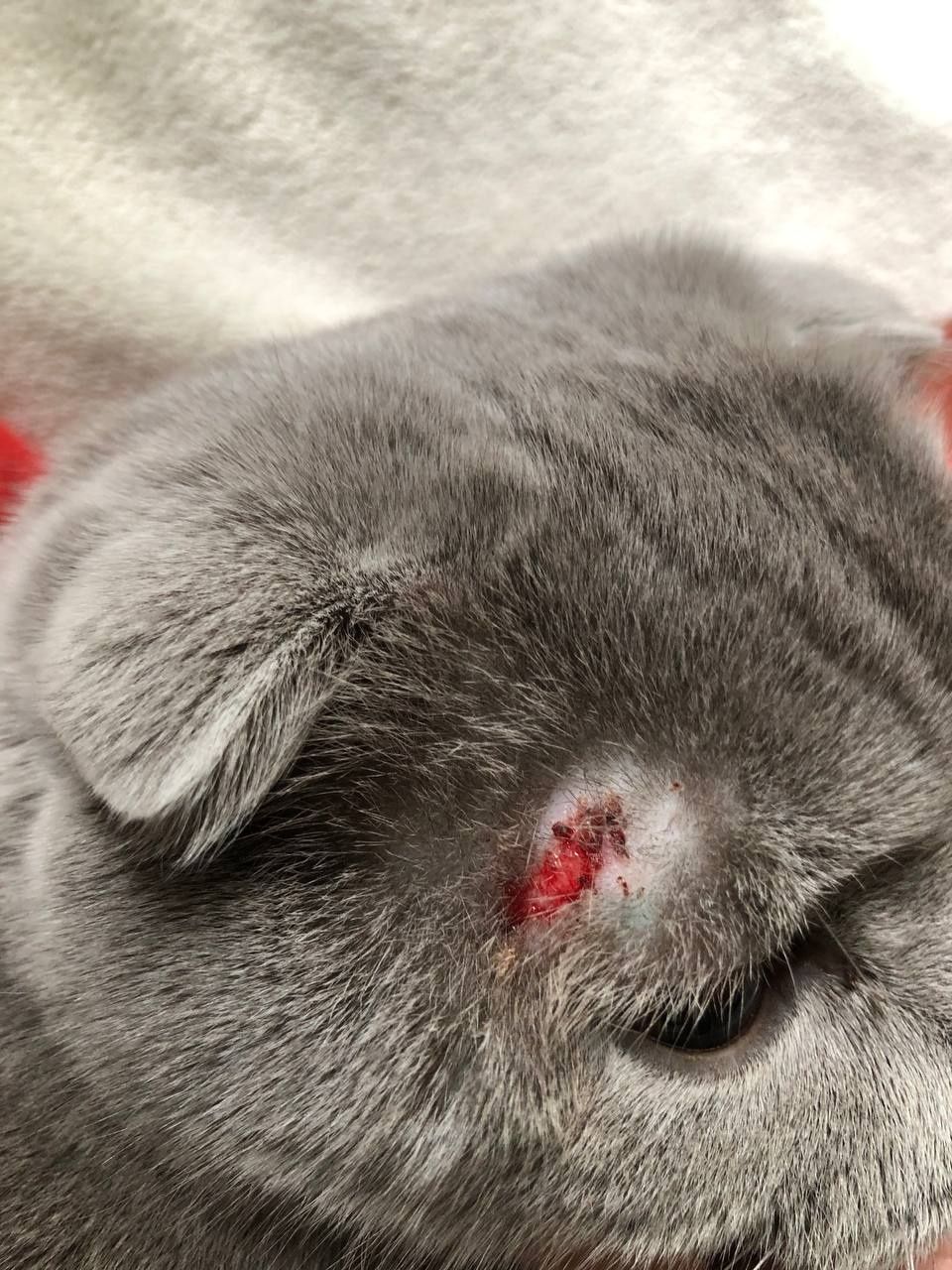 Котику нужен корм
