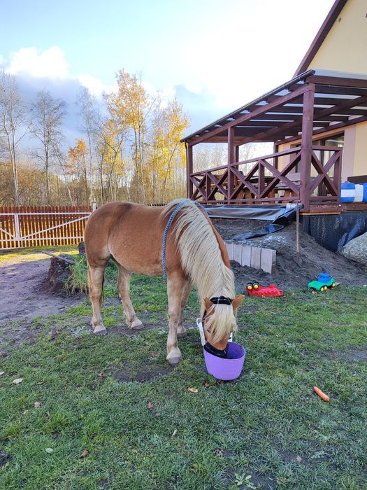 Współdzierżawa koni