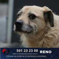 Reno-do adopcji schronisko Jasionka