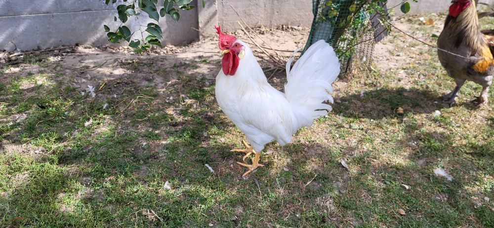Kogut leghorn. Koguty