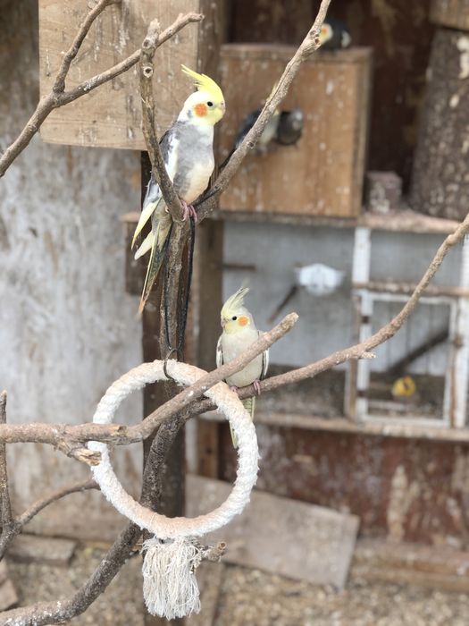 Papugi nimfy z woilery zewnętrznej