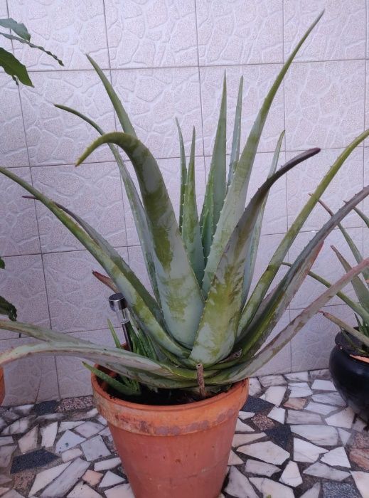 Aloe Vera Planta