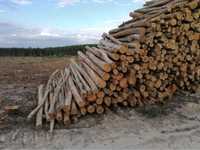 Extração de madeiras pinho eucalipto etc