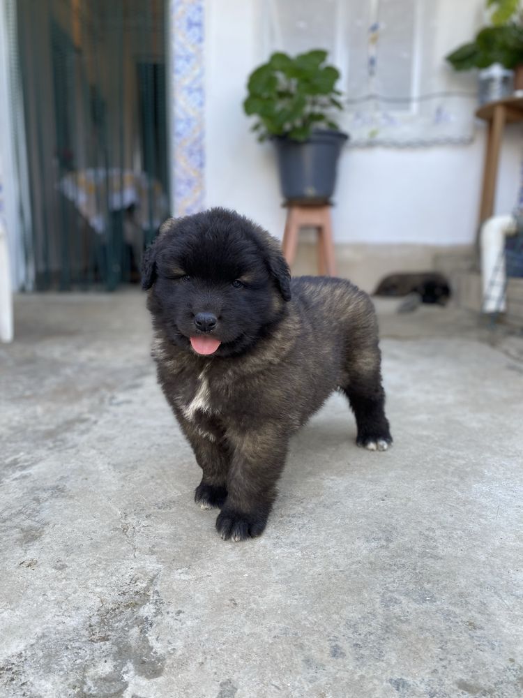 Cão Serra da Estrela
