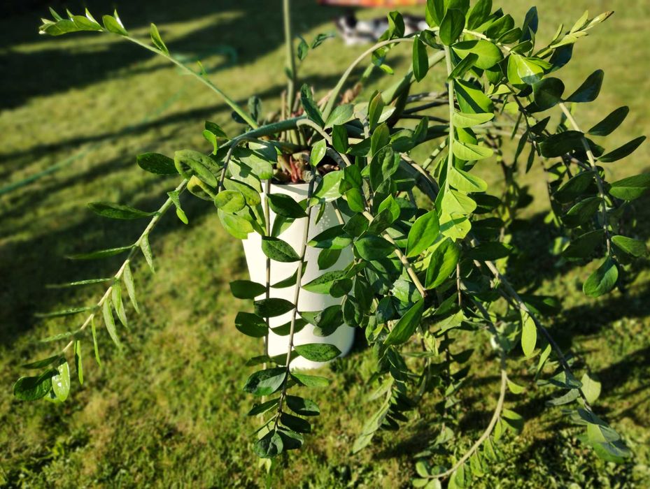 Zamiokulkas, kwiat doniczkowy
