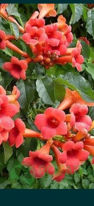 Кампсис, морозник, айва шиповник