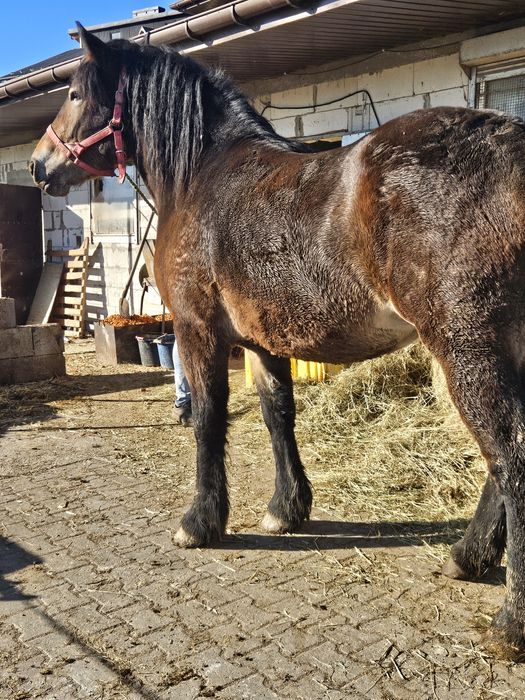 Sprzedam lub zamienię klacz