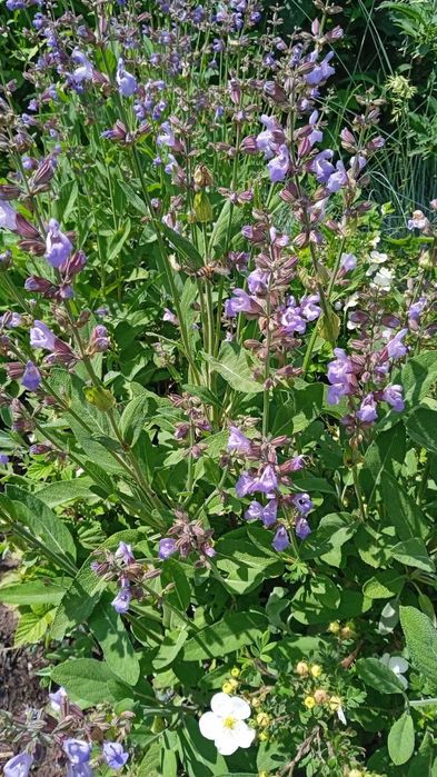 Декоративные кустарники и многолетники. Лавандин, перовския, шалфей