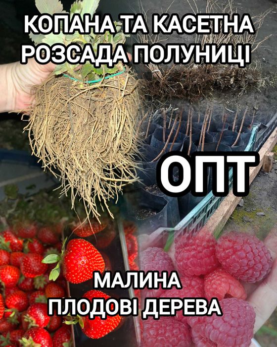 Саджанці Полуниці Копана Касета Малина Плодові дерева Саженцы Клубники