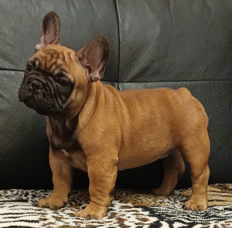 Bulldog francês / bouledogue