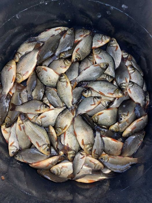 Ryby narybek Szczupak Jesiotr Węgorz Karaś koi Lin Karp Amur Tołpyga