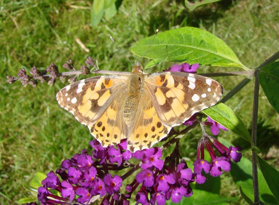 Budleja x2 kwiat motyli + świetny gratis!
