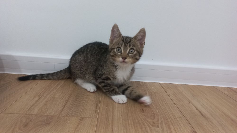 Kocury duet młode koty szukają domu niekupujadoptuj rodzeństwo miziaki