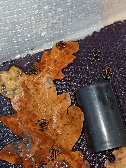 Żabki Phyllobates vittatus 6+1 GRATIS dendrobates wysyłka