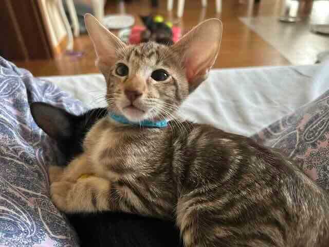 Orientalny kociak o nietypowym pręgowaniu