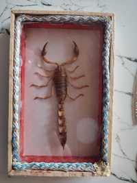 Skorpion z Tunezji za szkłem w ramce