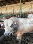 Sprzedam byki rasy limousine oraz piemontese.