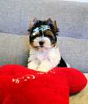 Laluś York 100% Biewer Yorkshire Terrier Yorki