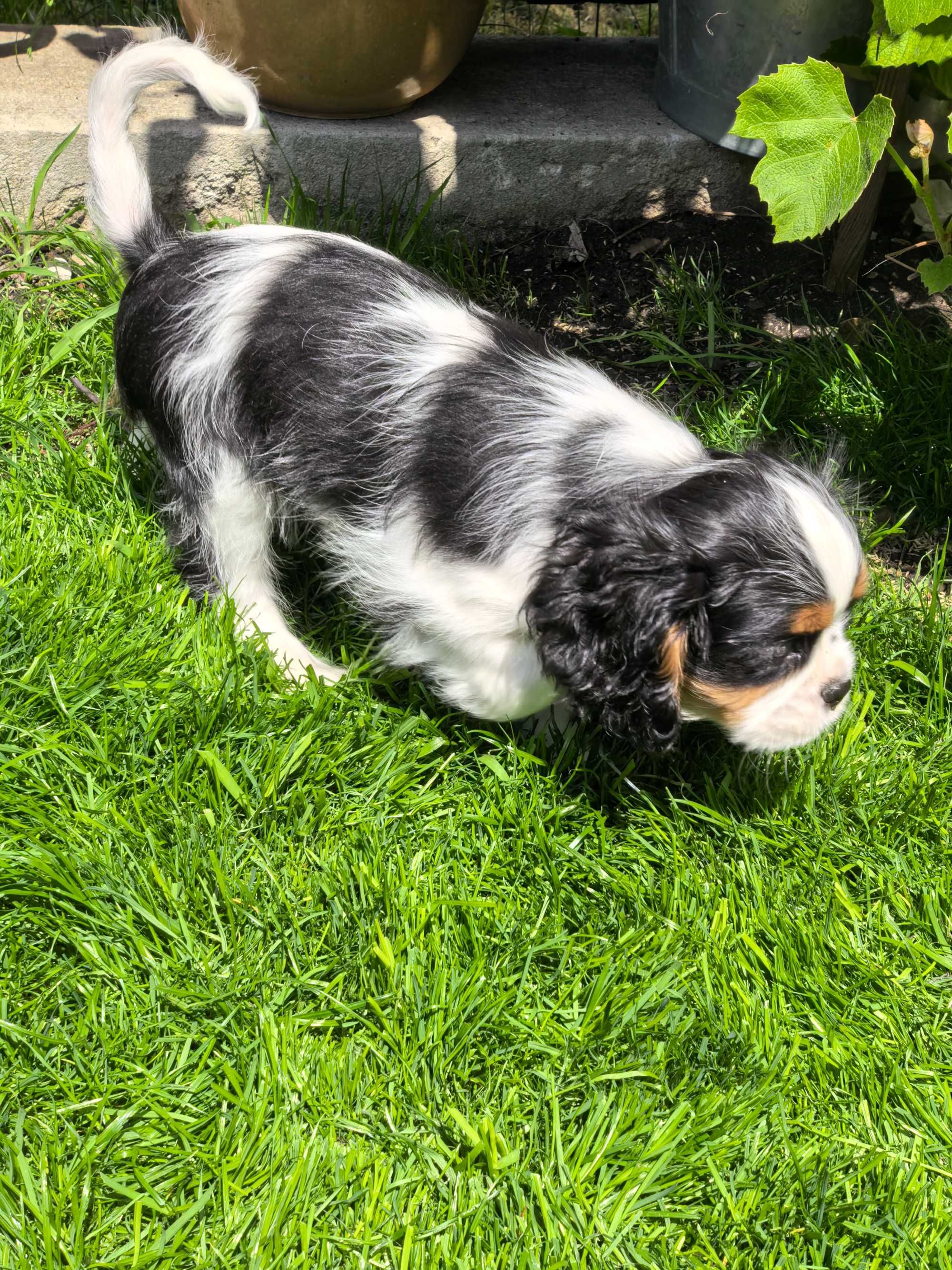 Cavalier King Charles spaniel FCI ZKwP po imp. Włochy