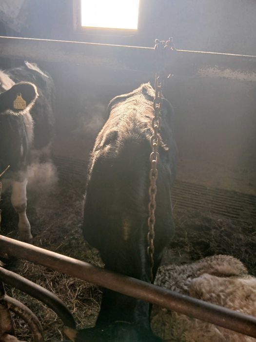 Jalowki. Do dalszej chodowli