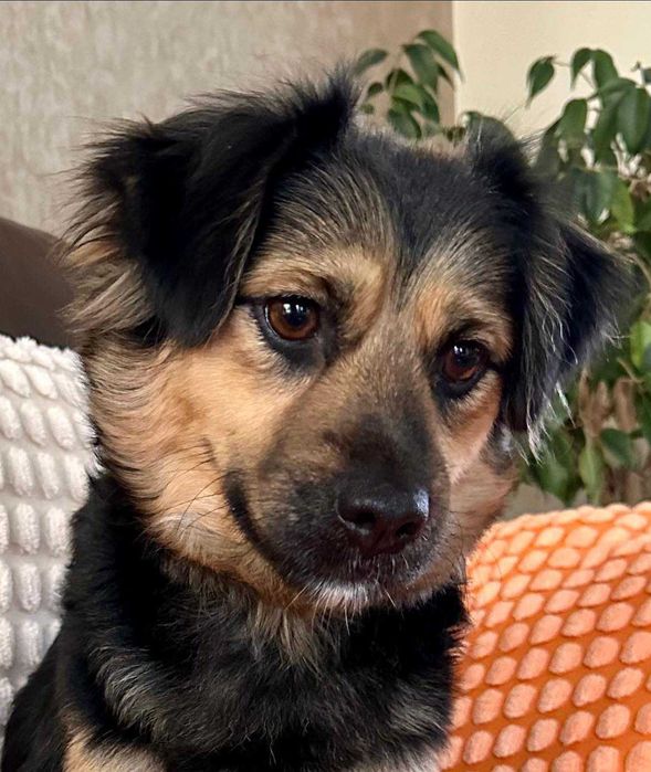 Podaruj jej dom! Mała Arizona!