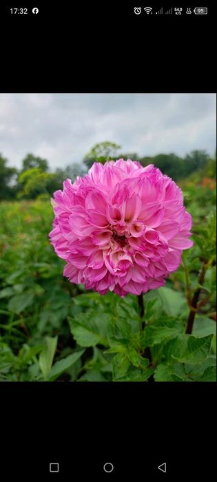 Георгіни,жоржини(георгины,жоржыны)