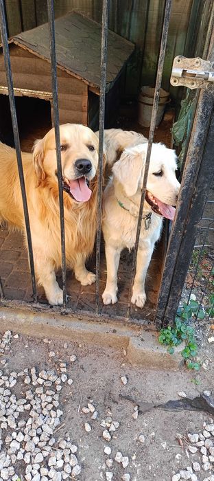Golden retriever szczenię- ostatni piesek