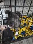 amstaff blue blekitny niebieski samiec