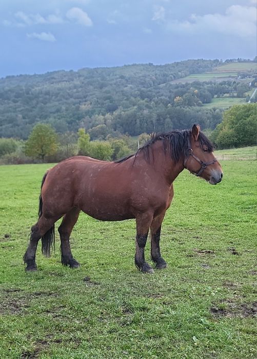 Sprzedam klacz zimnokrwistą 5 letnią