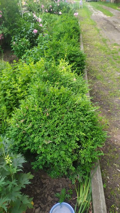 Самшит вічнозелений