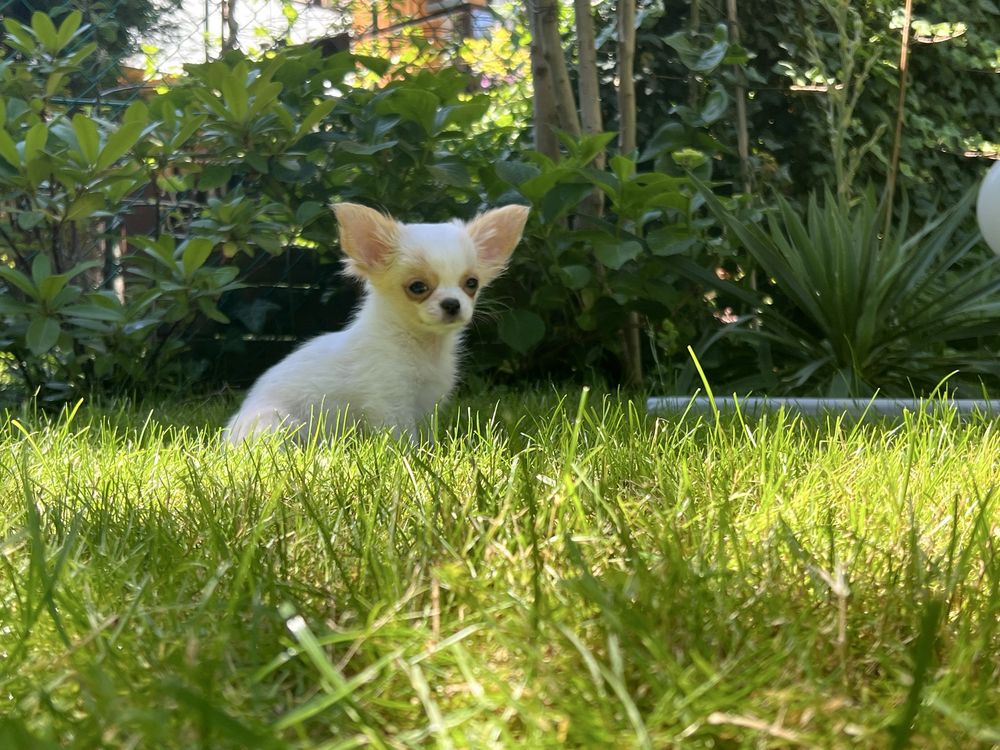 Mini chłopczyk chihuahua