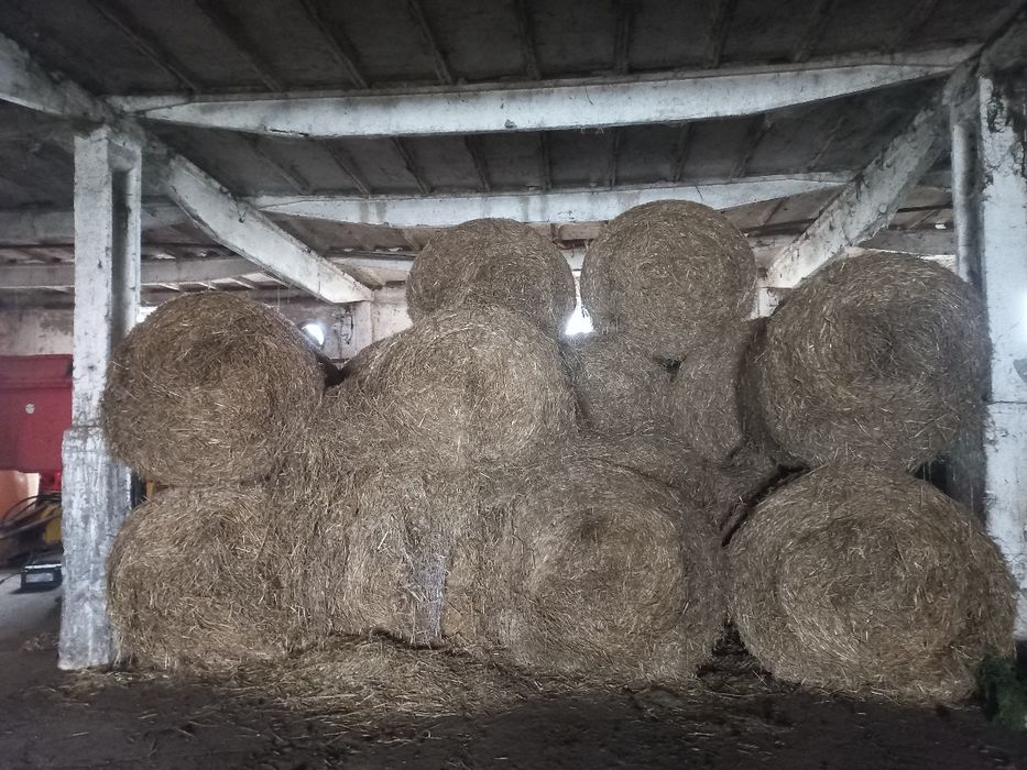 Słoma w belach pszeniczna