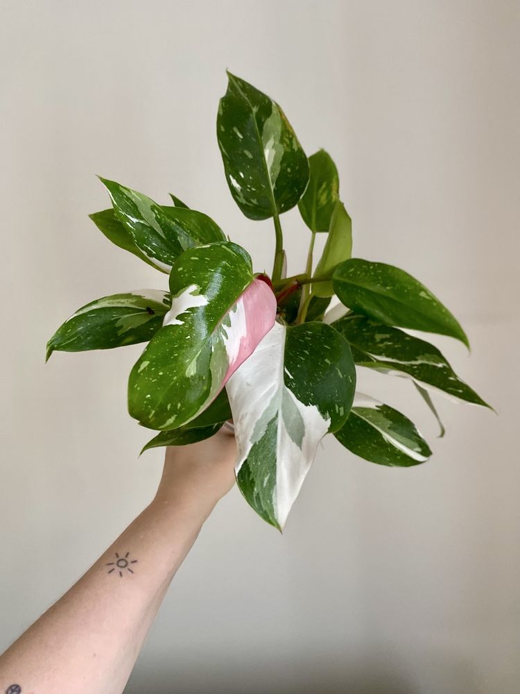 Philodendron pink&white w jednym