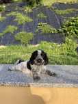 Piesek cocker spaniel angielski blue roan