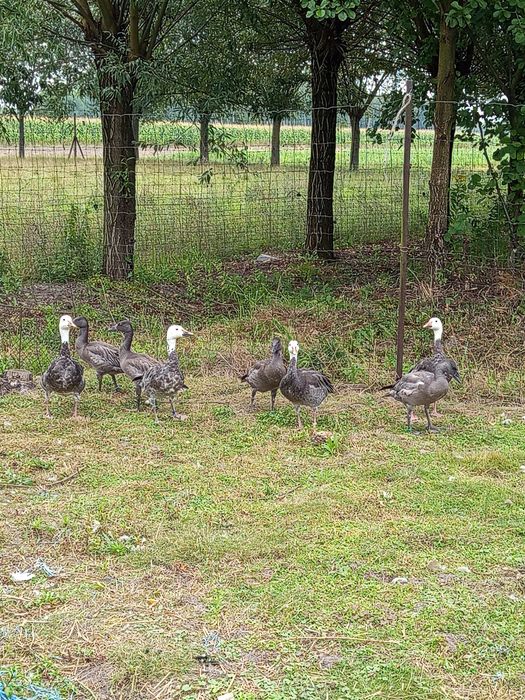 Sprzedam gęsi śnieżyce