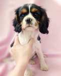 Cavalier King Charles Spaniel pies gotowy do odbioru BADANIA