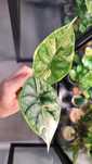 Alokazja Dragon Scale variegata